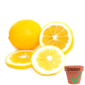Meyer Lemon (Dwarf)