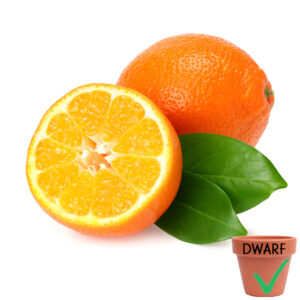 Minneola “Honeybell” Tangelo (Dwarf)