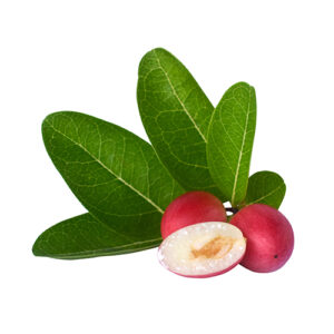 Miracle fruit(Synsepalum dulcificum) mature fruit sliced and isolated on white