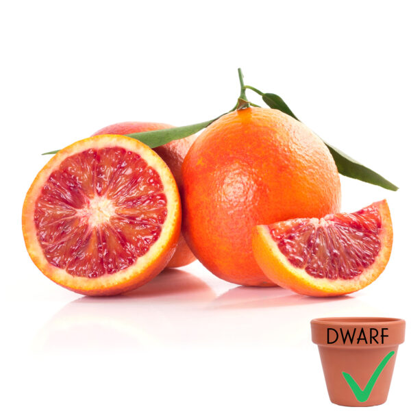 Moro Blood Orange (Dwarf)