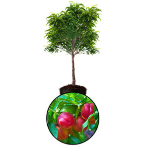 Nectarine