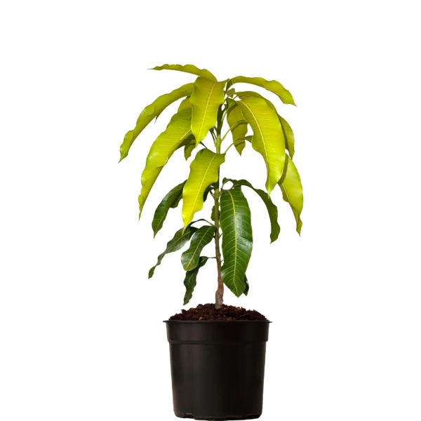 Kiew Yai Mango - Image 2