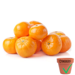 Nules Clementine (Dwarf)