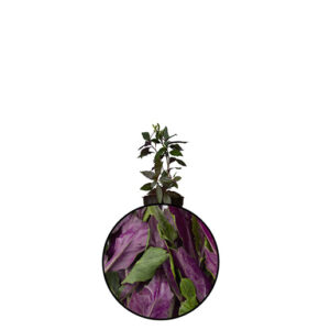 Okinawa Spinach