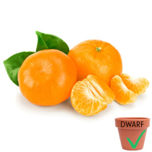 'Owari' Satsuma Mandarin (Dwarf)