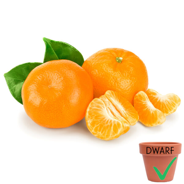 'Owari' Satsuma Mandarin (Dwarf)