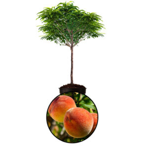 Peach