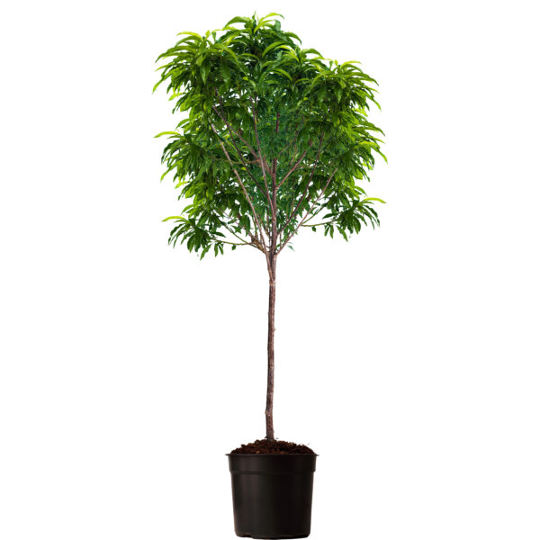 Tropic Snow Peach - Image 2