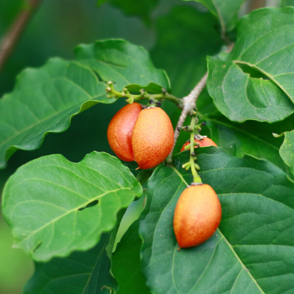 Peanut Butter Fruit (Bunchosia glandulifera) in tree