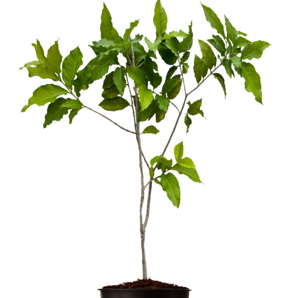 Peanut Butter fruit (Bunchosia glandulifera) Potted and isolated on white