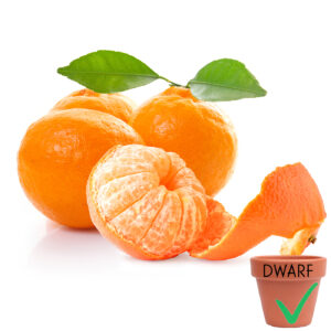 Ponkan Tangerine (Dwarf)