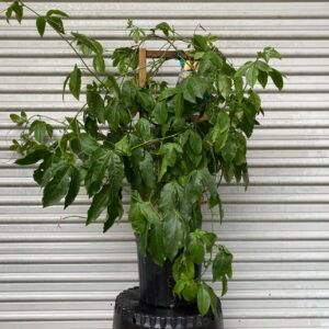 Purple Possom Passion Fruit