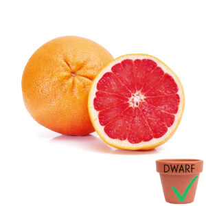 Ray Ruby Grapefruit (Dwarf)