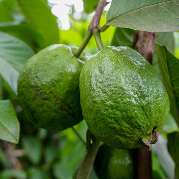 Red Guava In tree
