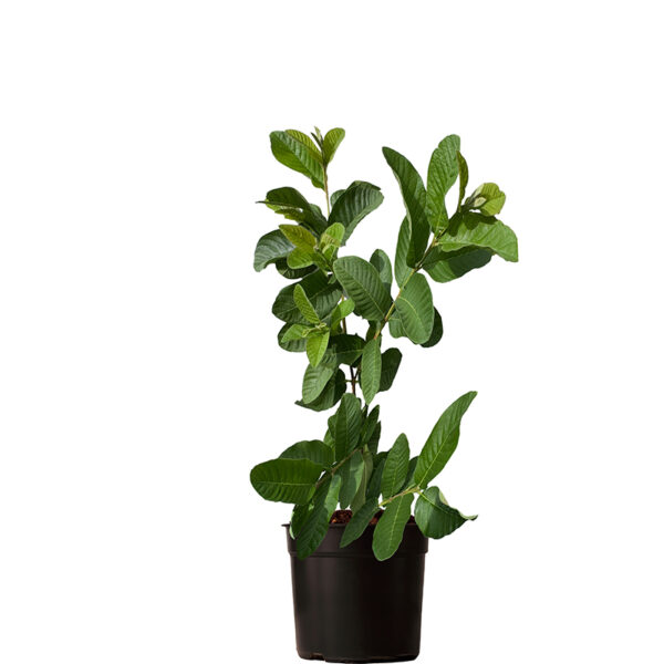 Red Guava Potted