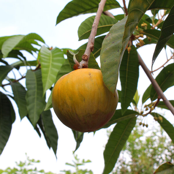 Ross Sapote (Pouteria sp.) fruit in tree