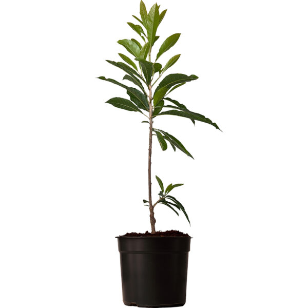 Ross Sapote (Pouteria sp.) tree potted and isolated on white