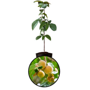 Santol