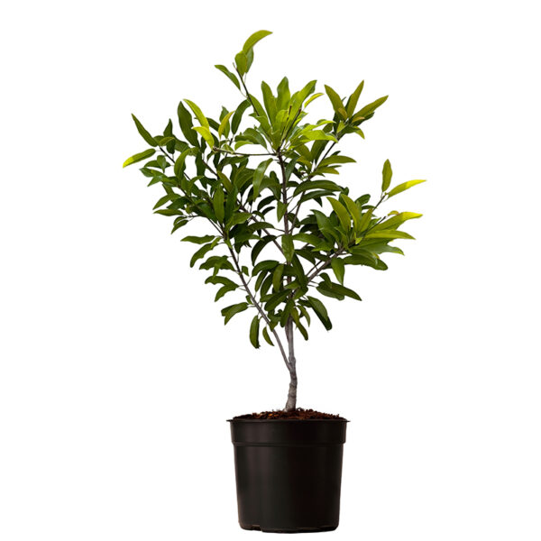 Sapodilla Potted