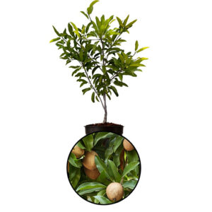 Sapodilla