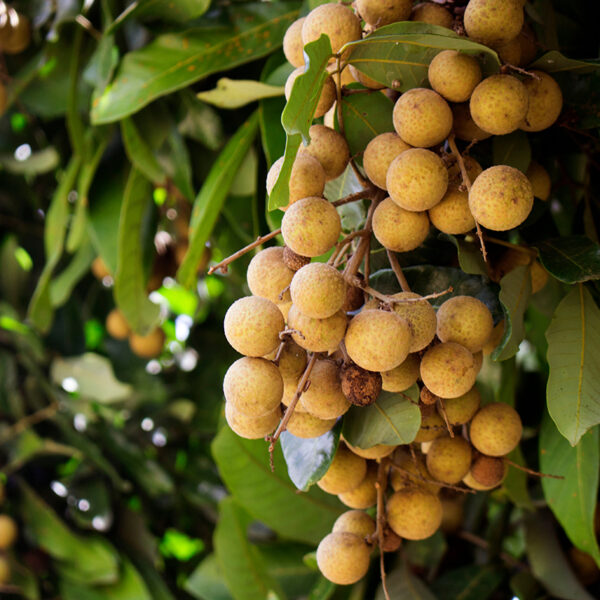 Sri Chompoo Pink Longan (Dimocarpus longan) fruit in tree