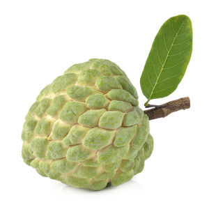 Thai Lessard Sugar Apple (Annona squamosa) Mature Fruit isolated on white