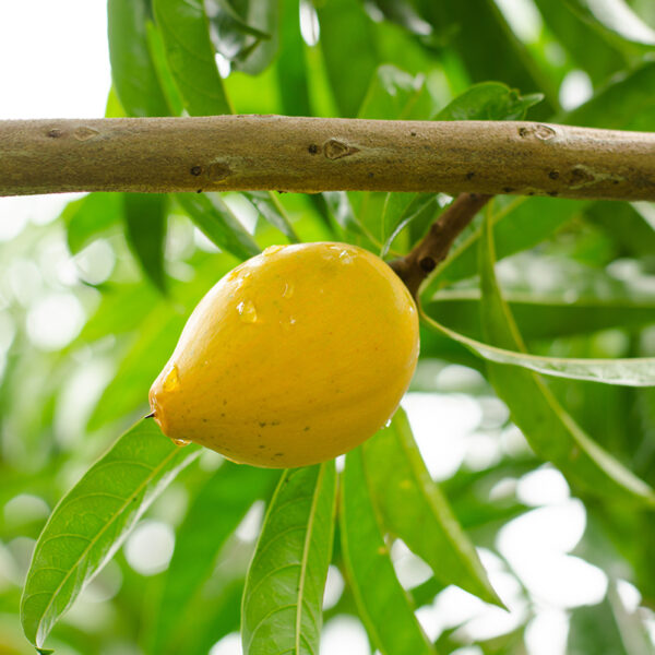 Trompo Canistel (Lucuma campechiana) ‌in tree