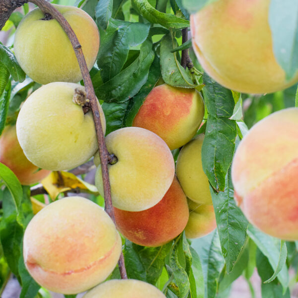 Tropic Snow Peach (Prunus persica) Fruit on tree