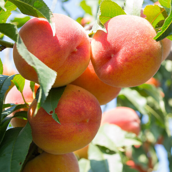 Tropic Sweet Peach (Prunus persica) Fruit on tree