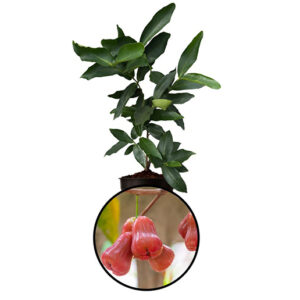 Wax Apple