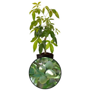 White Sapote