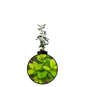 Yerba Mate
