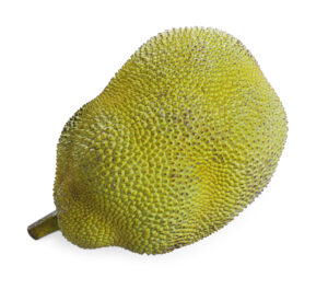 J-31 Jackfruit
