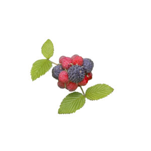 Mysore Raspberry (Rubus niveus) mature fruit and leaves isolated on white