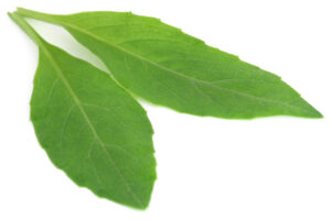 Longevity Spinich