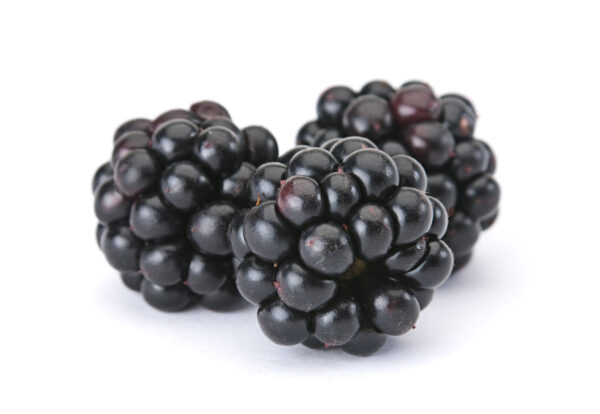 Navajo Blackberry