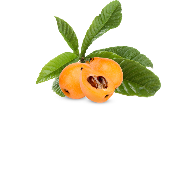 Yehudia Loquat
