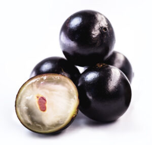 Jabuticaba