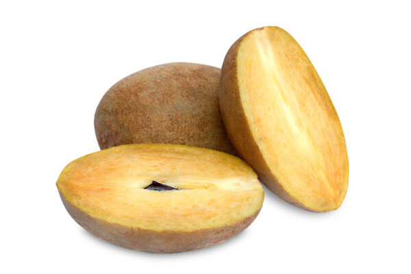 Molix Sapodilla