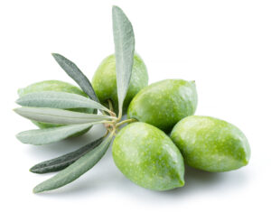 Koroneiki Olive