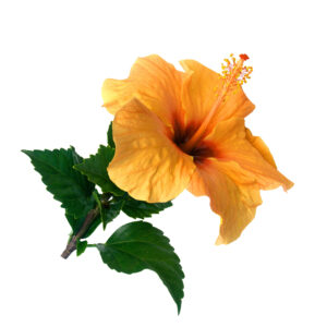 Hibiscus