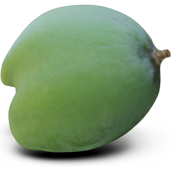 Younghans White Sapote