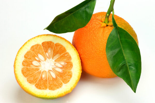Sour Orange Tree