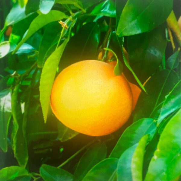 Marsh Grapefruit Tree