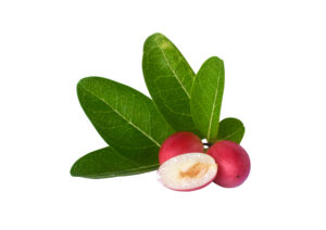 Miracle Fruit