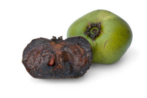 Black Sapote