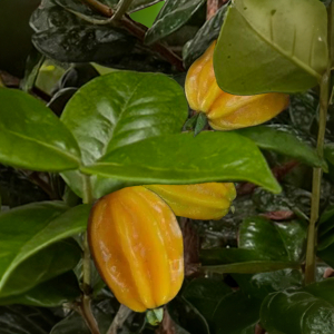 Star Cherry (Pitanga Tuba)