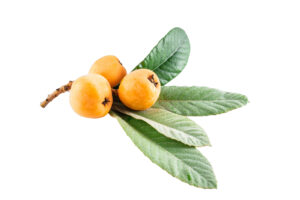 Gold Nugget Loquat