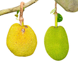 Jackfruit Seedling