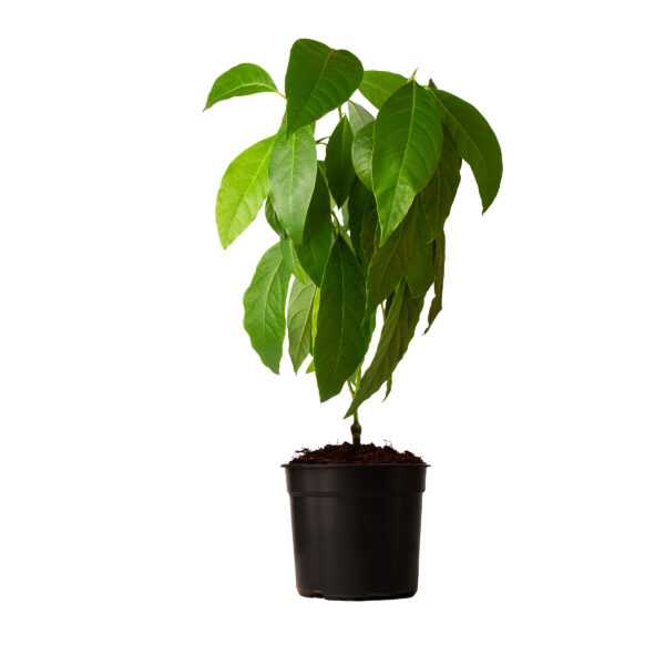 Potted 3 gallon Avocado Tree